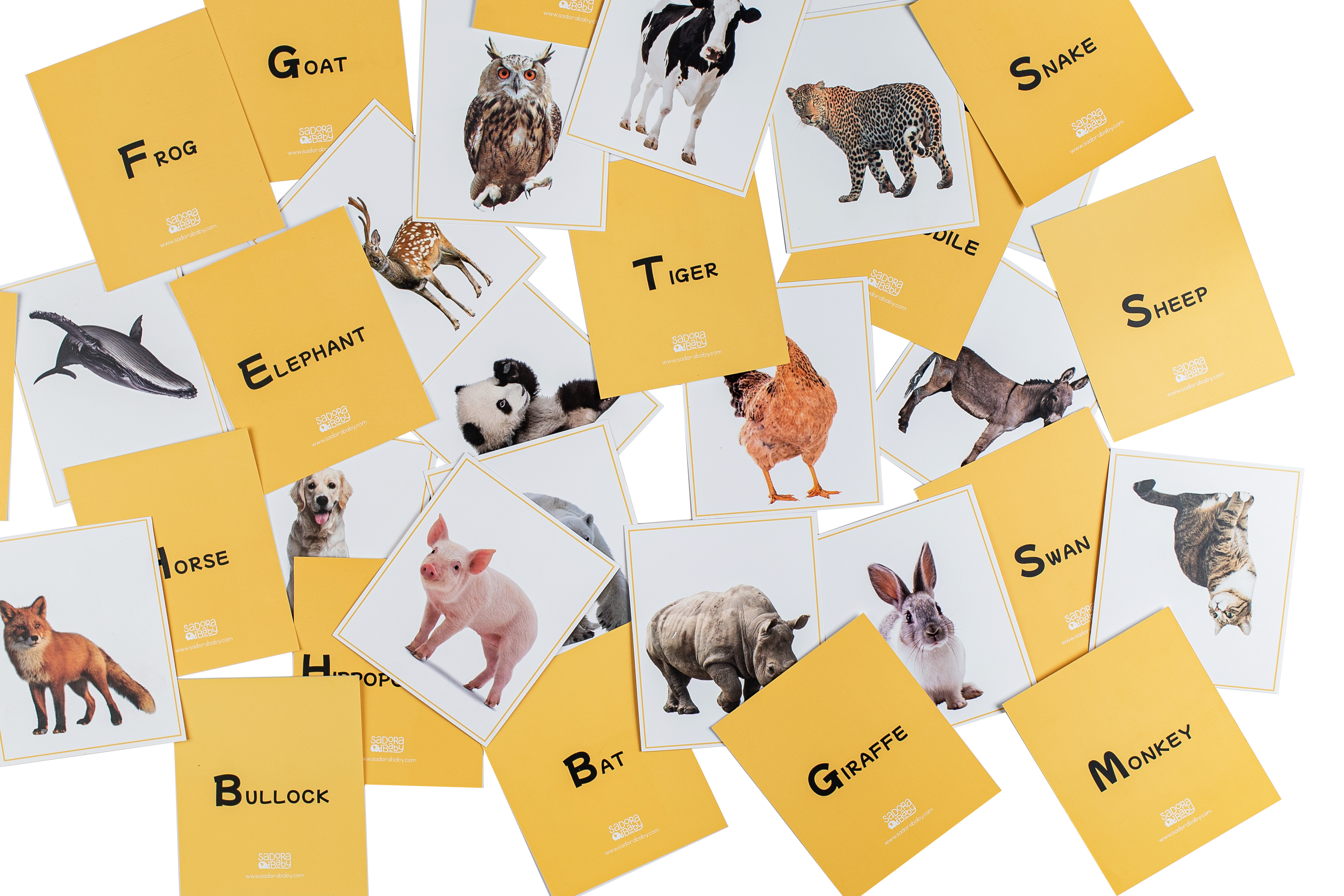 Wild World Animal Flashcards