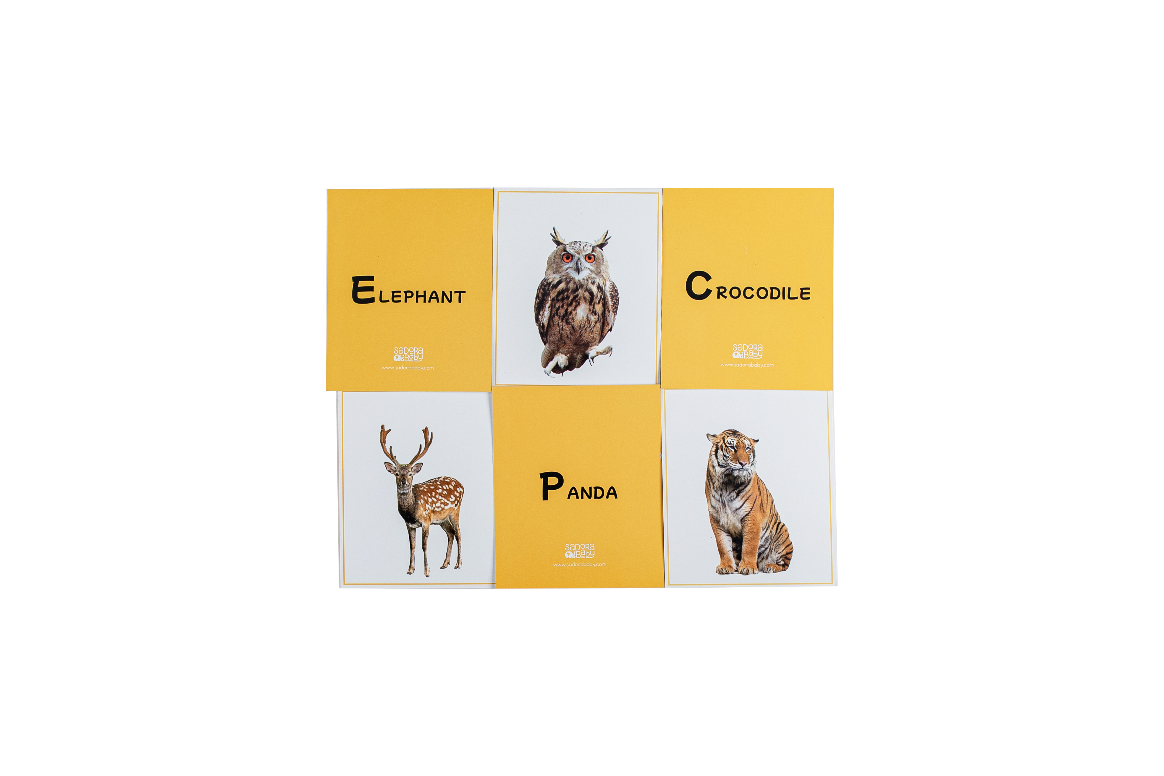 Wild World Animal Flashcards