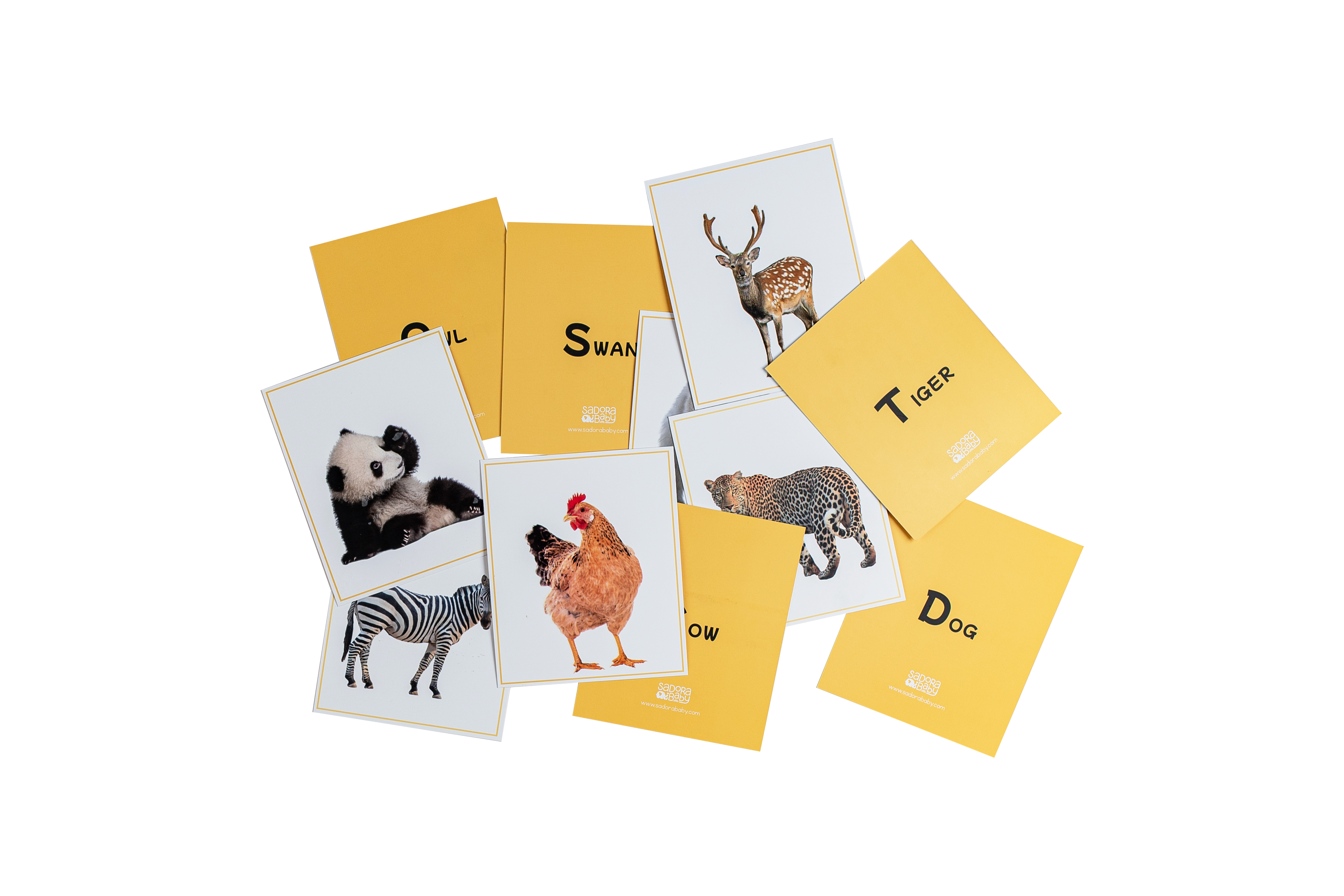 Wild World Animal Flashcards